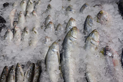 High angle view of fish for sale at fish market