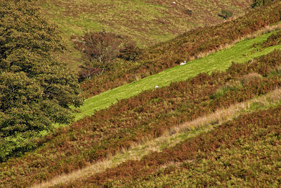 Scenic view of agricultural field