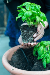 Close-up of potted plant