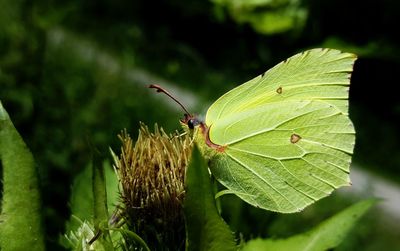 Close-up of insect on plant