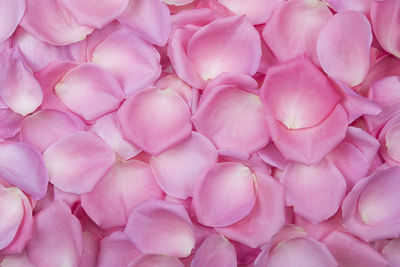 Full frame shot of pink flowers