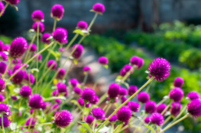 Close-up of pink flowering plants in park