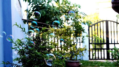 Close-up of bubbles against plants