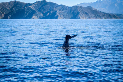 View of duck swimming in sea