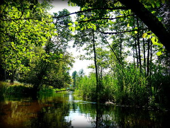 Trees in a forest