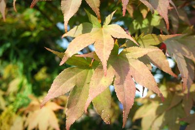 Close-up of autumnal leaves