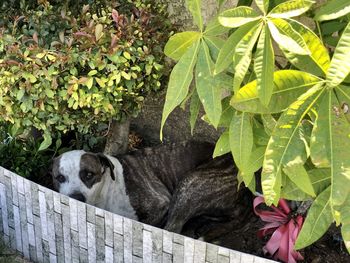 Portrait of a dog