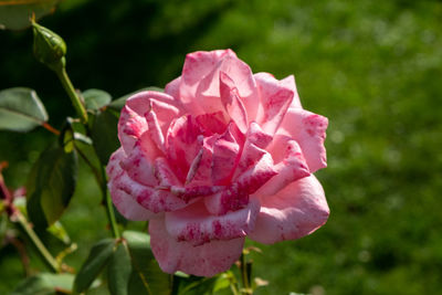 Close-up of pink rose