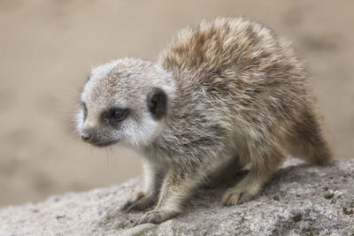 Close-up of meerkat looking away