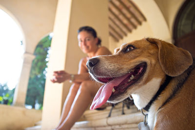 Close-up of dog