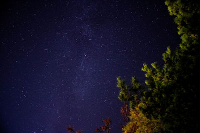 Low angle view of trees against sky at night