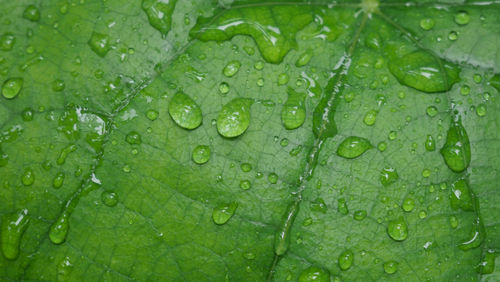 Full frame shot of wet leaf