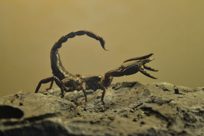 Close-up of scorpion