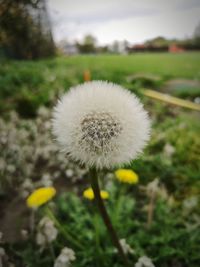 Close-up of dandelion flower on field