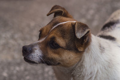 Close-up of dog looking away