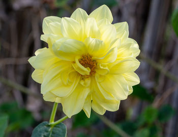 Close-up of yellow rose flower