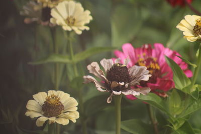 Close-up of pink flowering plants