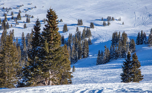 Trees on snow covered field against sky