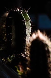 Close-up of cactus plant