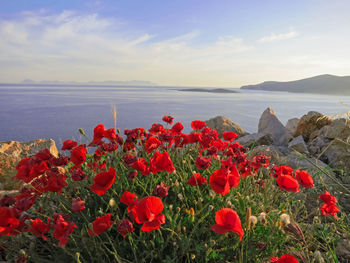 Red flowering plants by sea against sky