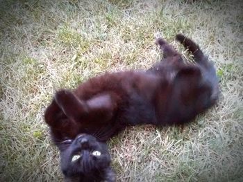 Dog relaxing on grassy field