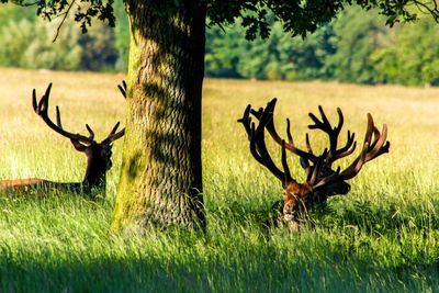 Deer on grass