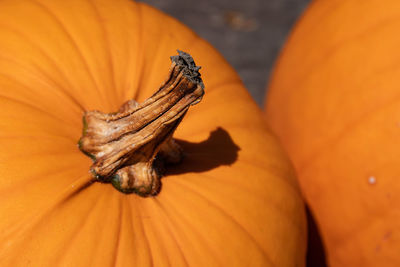 Close-up of pumpkin on orange flower