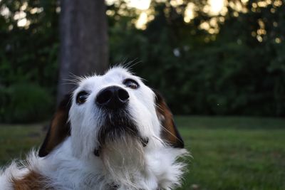 Close-up of dog on grassy field