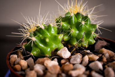 Close-up of prickly pear cactus