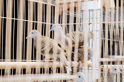 Close-up of birds in cage