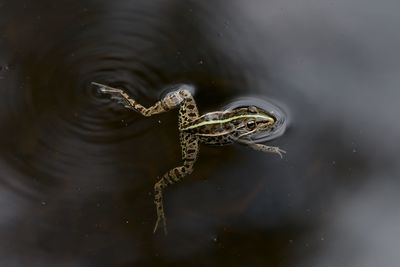 Directly above shot of frog swimming in pond