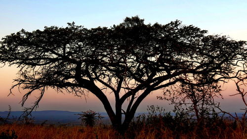 Silhouette tree on field against clear sky