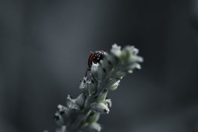 Close-up of insect on flower