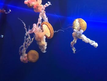 Close-up of jellyfish swimming in sea