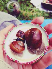 Close-up of hand holding food