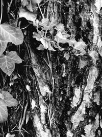 Close-up of flower tree