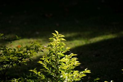 Close-up of plant growing on field