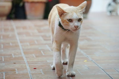 Portrait of cat standing on footpath