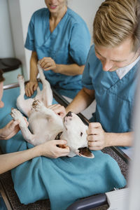 Male veterinarian stroking bull terrier while examining on examination table in clinic