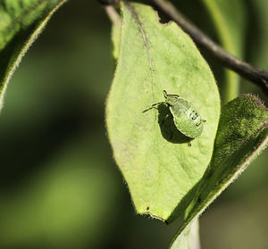 Close-up of insect on leaf