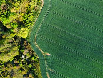 High angle view of agricultural field