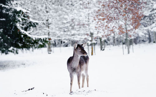 Dog on snow covered land