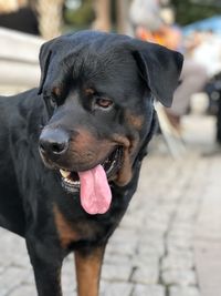 Close-up of black dog looking away