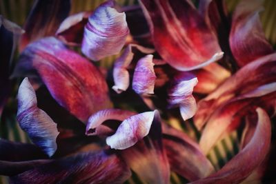 Close-up of flowers