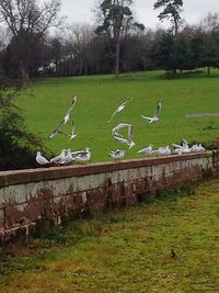 Flock of birds on grass against sky