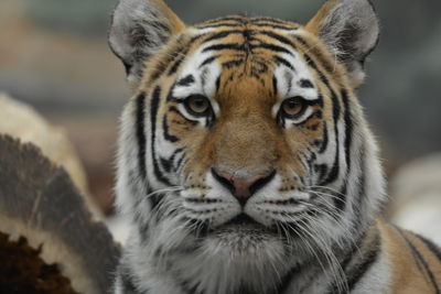 Close-up portrait of a tiger