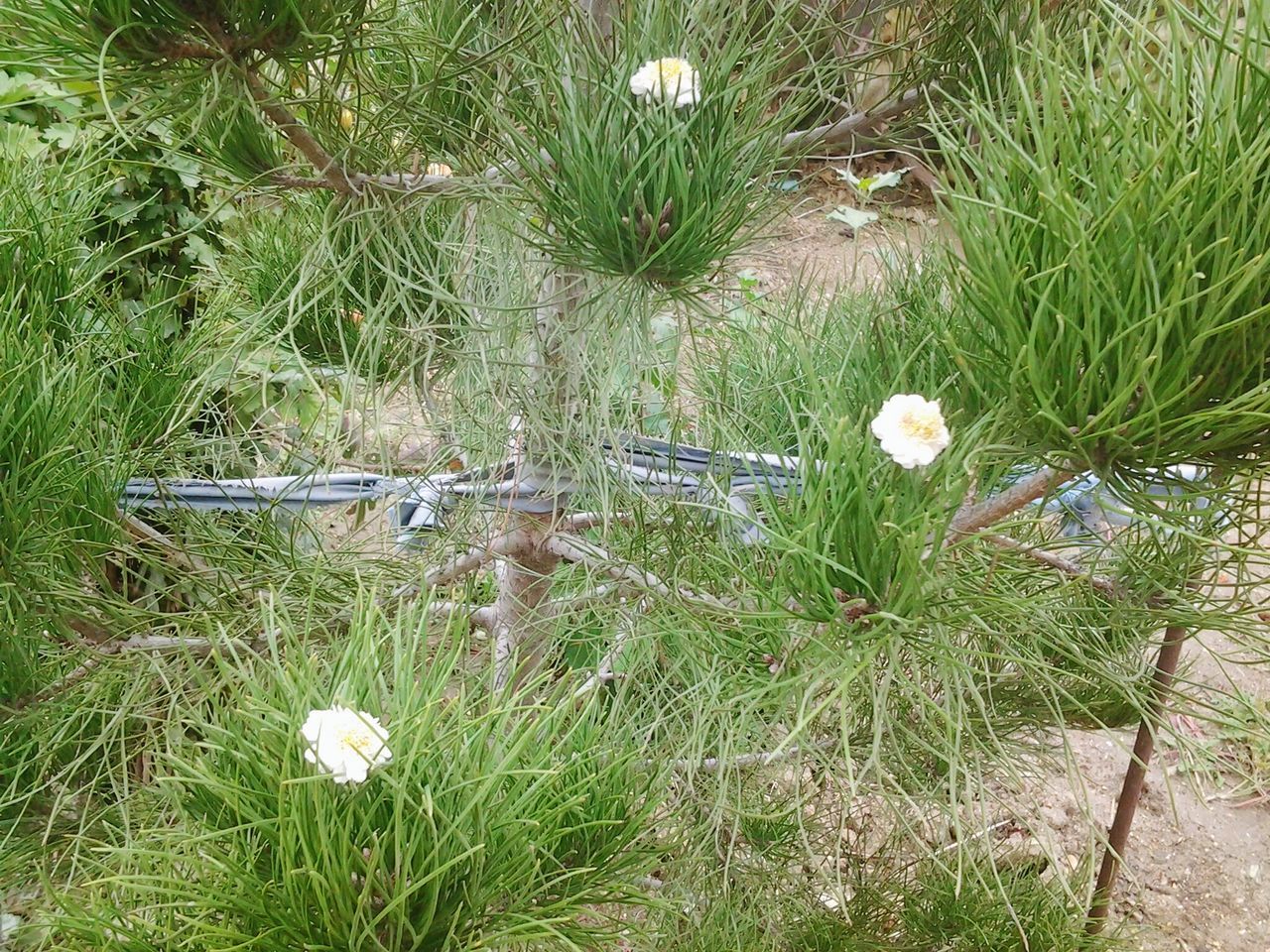 flower, growth, nature, plant, beauty in nature, grass, fragility, no people, green color, outdoors, freshness, day, flower head, tree, close-up