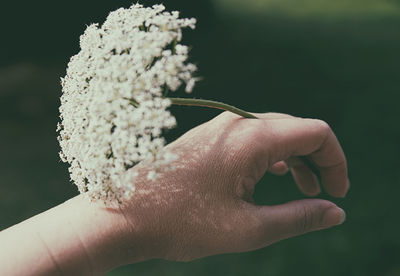 Close-up of hand holding dandelion