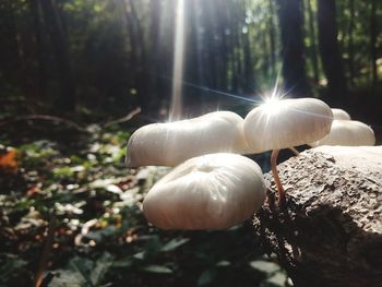 Close-up of mushroom growing in forest