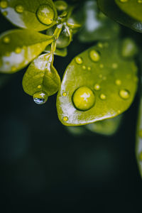 Close-up of raindrops on leaf